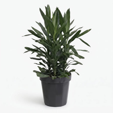 A vibrant Dracaena Glauca 3-in-1 plant with long green leaves in a black hexagonal pot, presented on a white background.