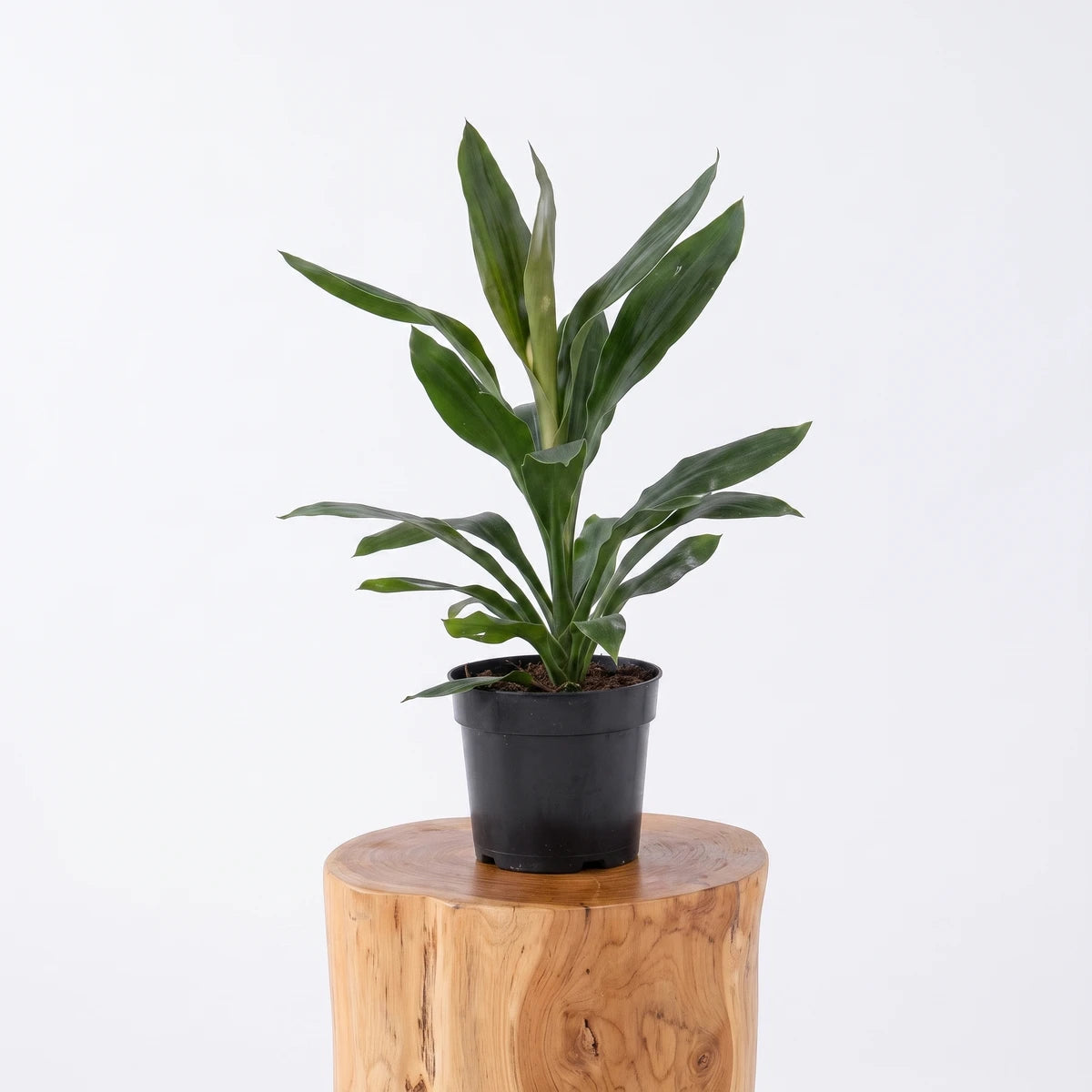 Dracaena Glauca plant in a black pot on a wooden stool, featuring vibrant green leaves against a white wall.
