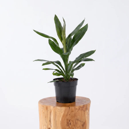 Dracaena Glauca plant in a black pot on a wooden stool, featuring vibrant green leaves against a white wall.