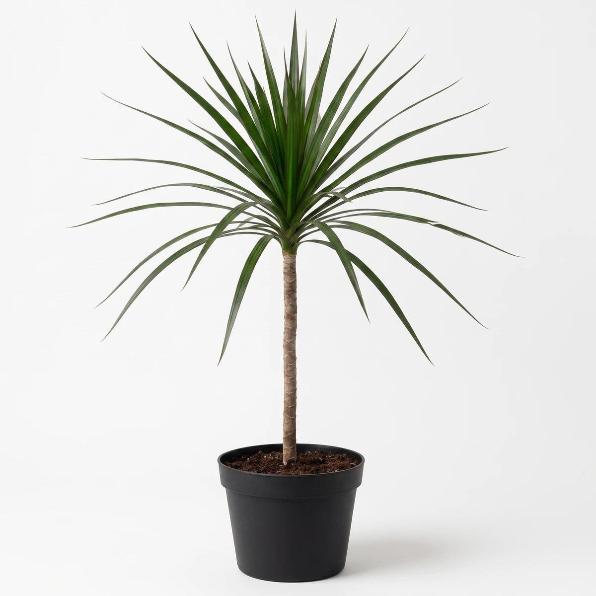 A vibrant Dracaena Magenta houseplant with long green leaves and a brown trunk, planted in a black pot, on a neutral