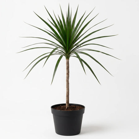 A vibrant Dracaena Magenta houseplant with long green leaves and a brown trunk, planted in a black pot, on a neutral