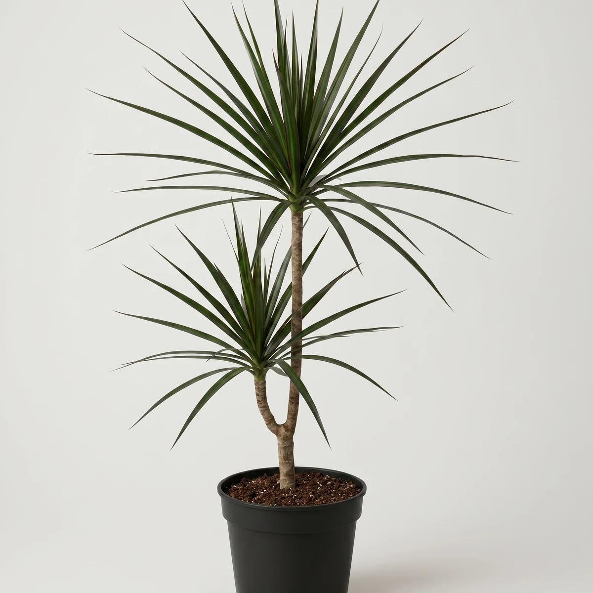Two Dracaena Magenta plants with slender green leaves in a black pot, photographed against a neutral background.