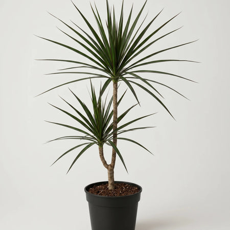 Two Dracaena Magenta plants with slender green leaves in a black pot, photographed against a neutral background.