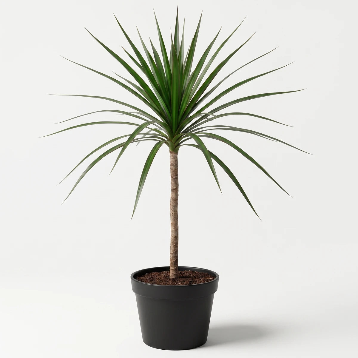 A vibrant Dracaena Marginata houseplant, known for its spiky green leaves and tall slender stem, in a black pot.