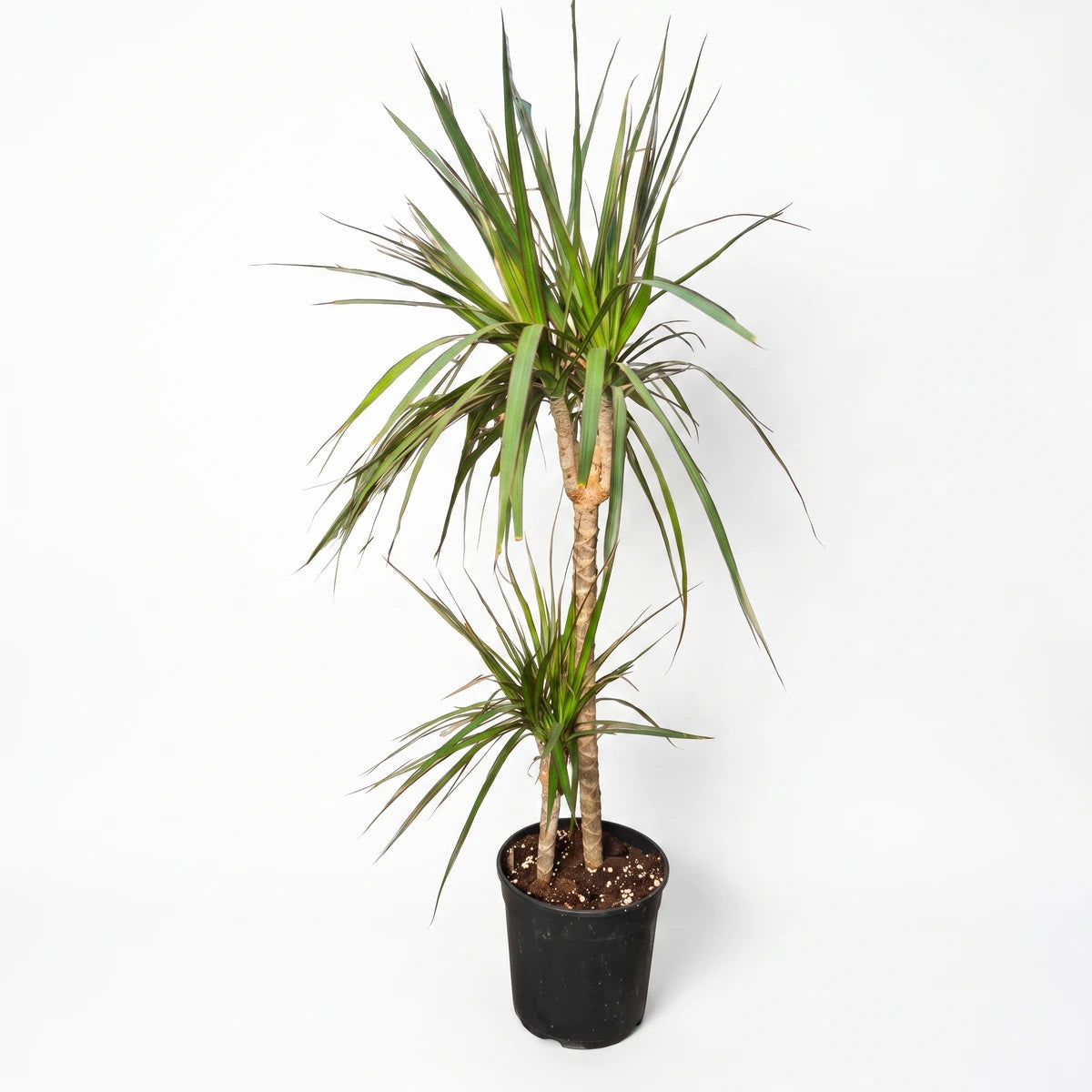 Potted Dracaena Marginata plant with vibrant green leaves and multiple stems, presented in a black pot for indoor decor.