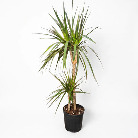 Potted Dracaena Marginata plant with vibrant green leaves and multiple stems, presented in a black pot for indoor decor.