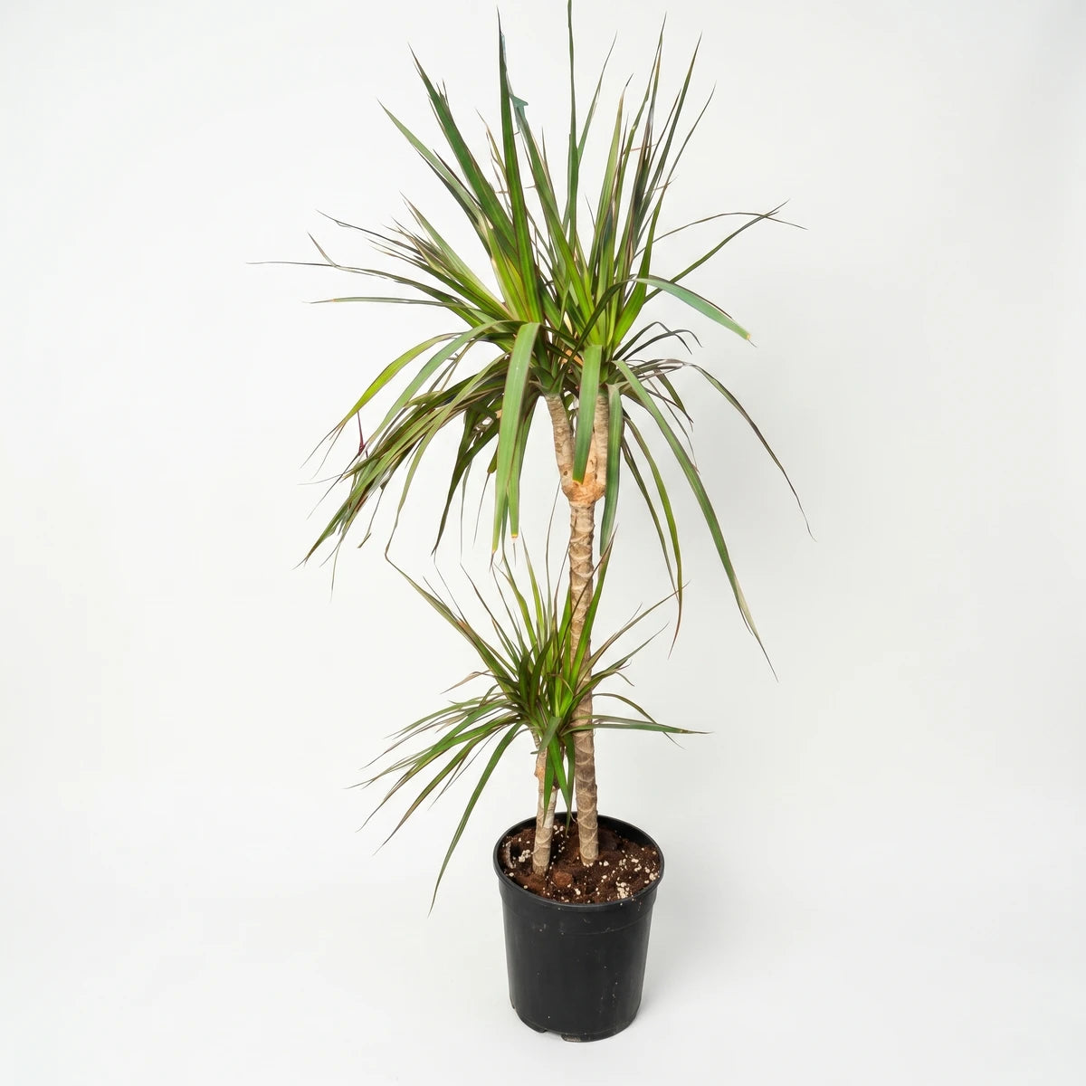 Dracaena Marginata houseplant with two distinct green-leaved plants and brown trunks in a black pot, suitable for indoor