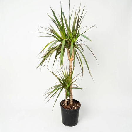 Dracaena Marginata houseplant with two distinct green-leaved plants and brown trunks in a black pot, suitable for indoor