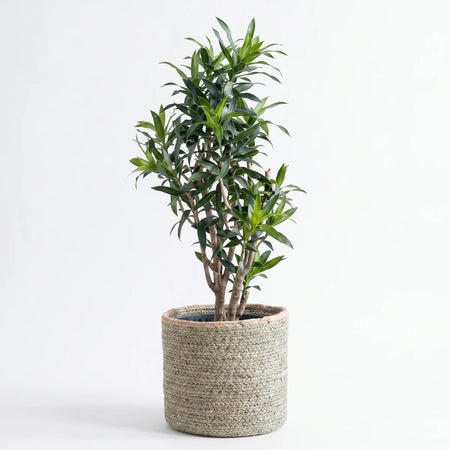 Dracaena Reflexa Green (30cm) potted plant with slender green leaves in a light gray ceramic pot.