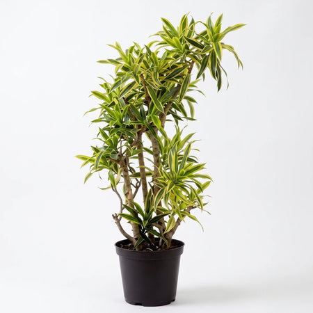 Dracaena Song of India potted plant with vibrant green and yellow variegated leaves, displayed in a dark pot.