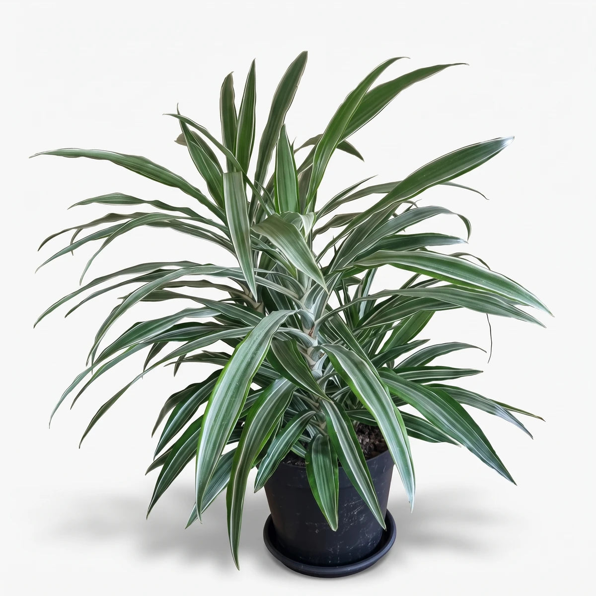 Dracaena Warneckii plant with variegated green and white striped leaves in a black pot, viewed from the front.
