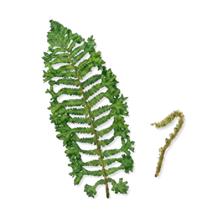 Dryopteris Affinis Crested Golden Scale Male Fern showing a vibrant green mature frond and a small unfurling fiddlehead.