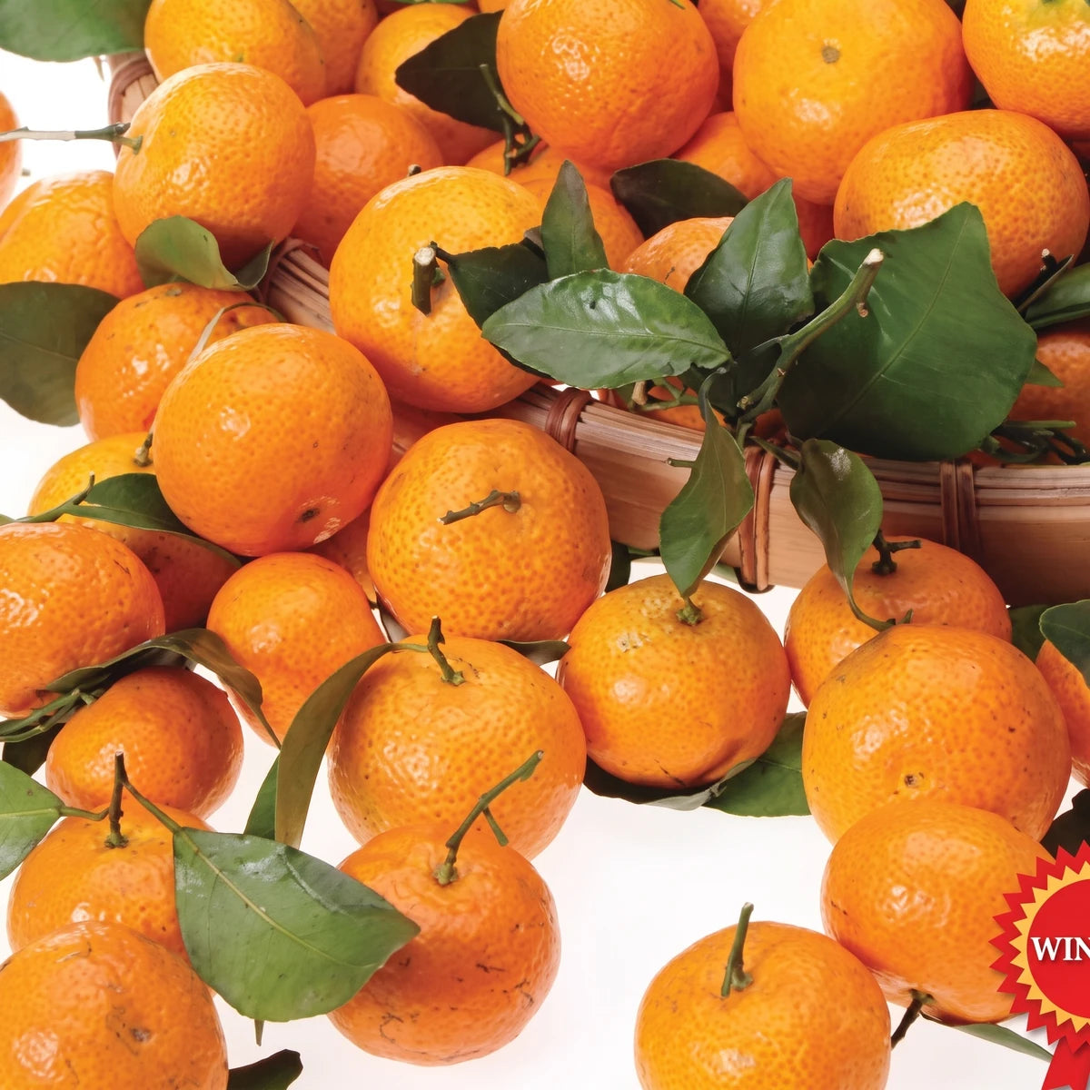 A bountiful pile of fresh, vibrant Dwarf Calamondin Oranges with lush green leaves, some nestled in a rustic woven basket.