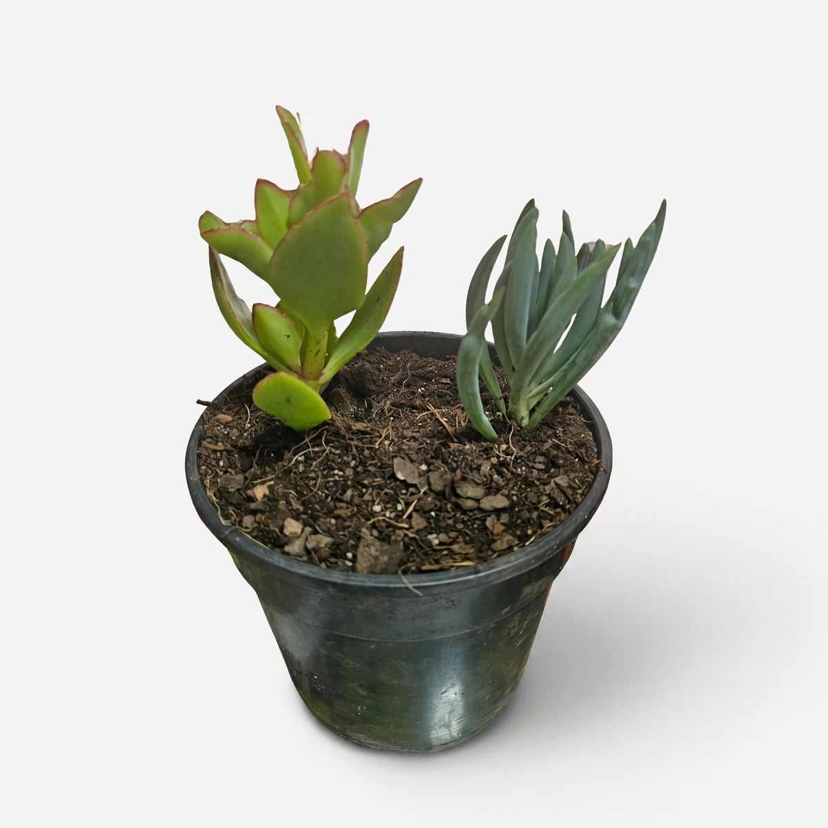 Two mixed succulent varieties from the Echeveria family, featuring vibrant green paddle-shaped leaves with red edges and