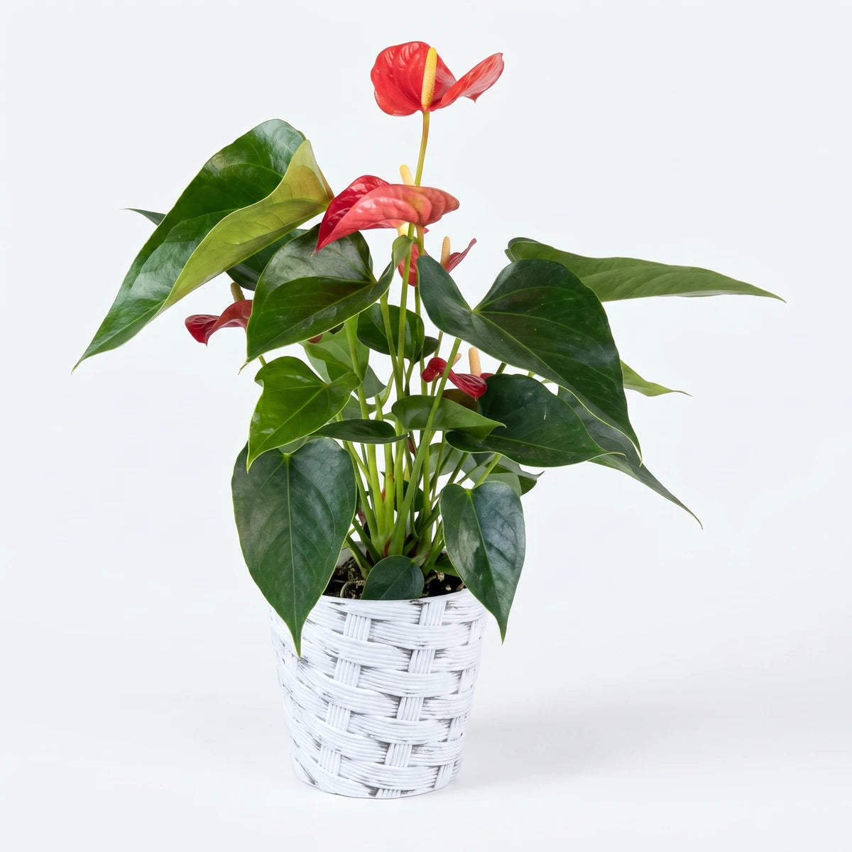 A vibrant Echeveria potted plant featuring red anthurium blooms and lush green leaves in a decorative white textured pot.