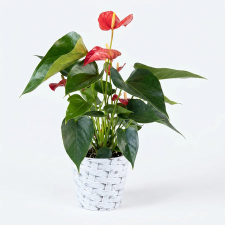 A vibrant Echeveria potted plant featuring red anthurium blooms and lush green leaves in a decorative white textured pot.