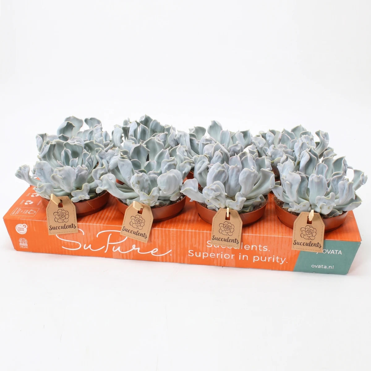 Tray of Echeveria Thriller Pearl succulents with pale green-blue ruffled leaves in brown pots and retail tags.