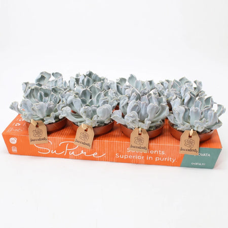 Tray of Echeveria Thriller Pearl succulents with pale green-blue ruffled leaves in brown pots and retail tags.