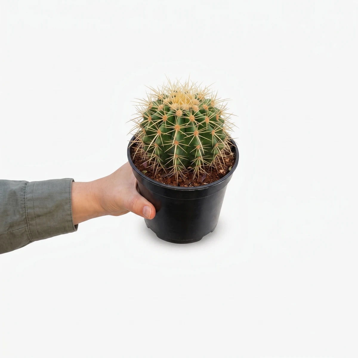 A person's hand holds a vibrant green 14cm Echinocactus Grusonii Golden Barrel Cactus with prominent golden spines in a