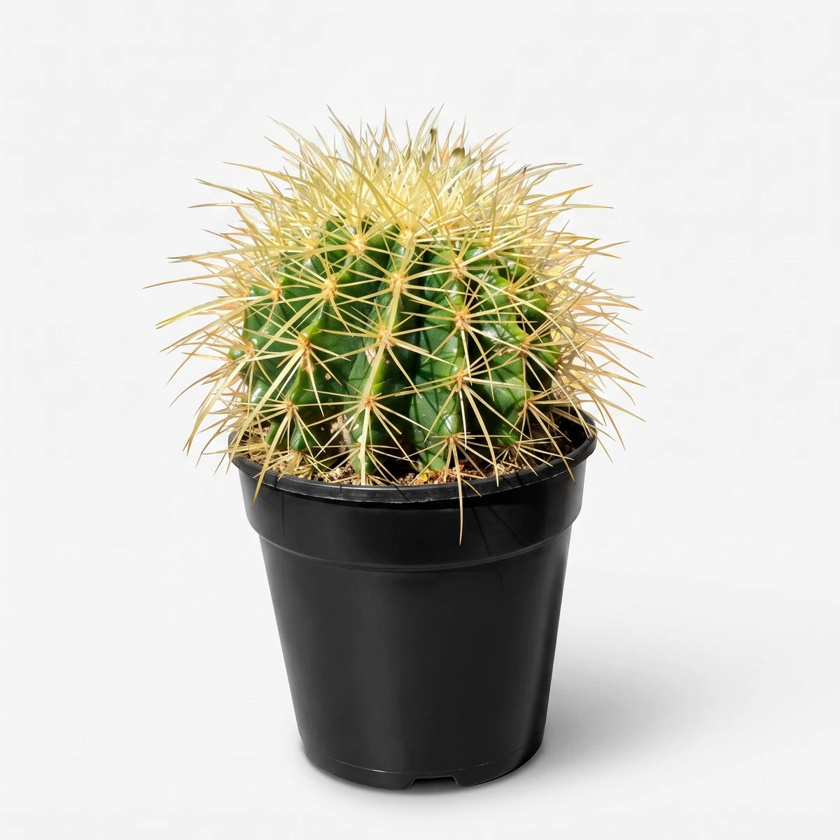 Green Echinocactus Grusonii golden barrel cactus, an 18cm spiky potted plant in a black container on a windowsill.