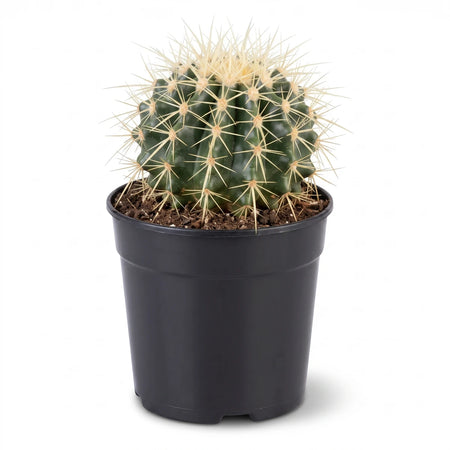 Echninocactus cactus with yellow spines in a black plastic nursery pot, front view for indoor display.