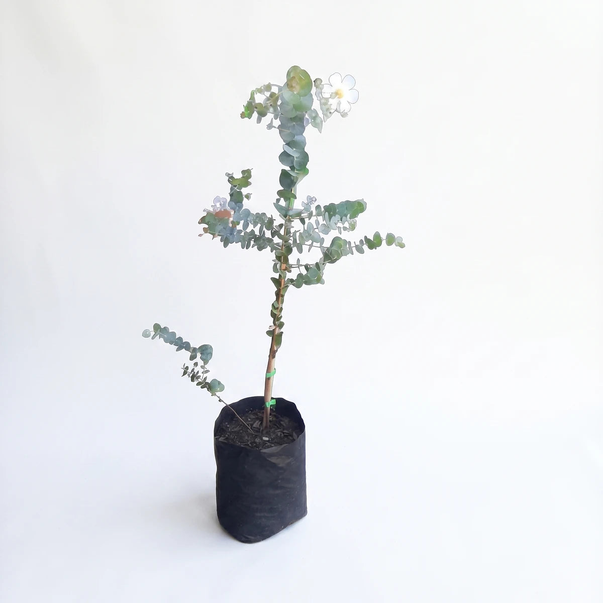 A Eucalyptus Cinerea Silver Dollar plant, approximately 23cm tall, with distinctive green-blue rounded leaves and a small