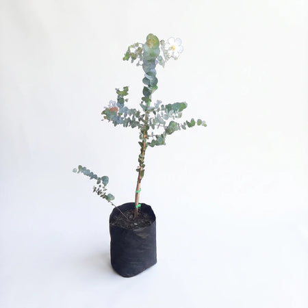 A Eucalyptus Cinerea Silver Dollar plant, approximately 23cm tall, with distinctive green-blue rounded leaves and a small
