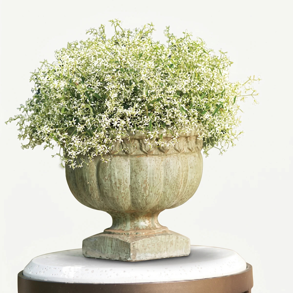 Euphorbia Diamond Frost plant in an ornate weathered green stone planter on a round garden table.