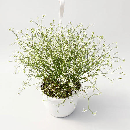 A vibrant Euphorbia Diamond Frost plant with delicate white flowers and green foliage, displayed in a white hanging basket.