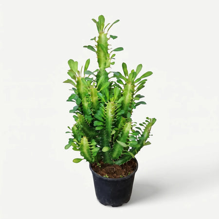 Euphorbia Trigona plant with upright green stems and small leaves, shown in a black nursery pot, 14cm.