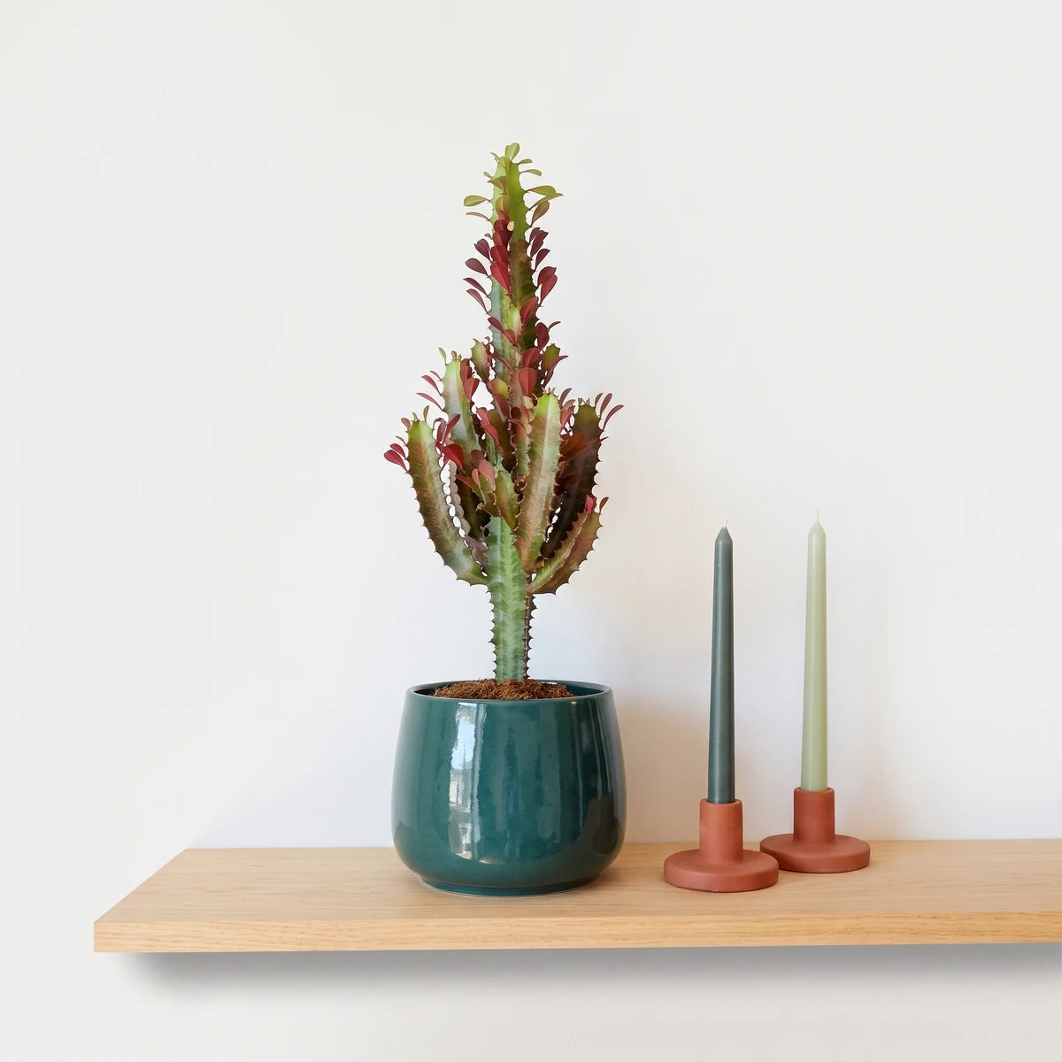 A tall Euphorbia Trigona African Milk Tree with green stems and red tips in a dark green pot, flanked by green taper candles