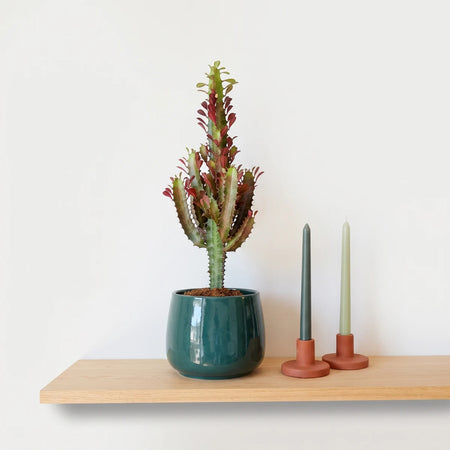 A tall Euphorbia Trigona African Milk Tree with green stems and red tips in a dark green pot, flanked by green taper candles