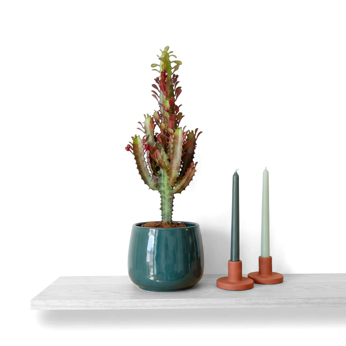 Potted Euphorbia Trigona African Milk Tree in a teal ceramic pot on a wooden shelf, with two green candles in terracotta