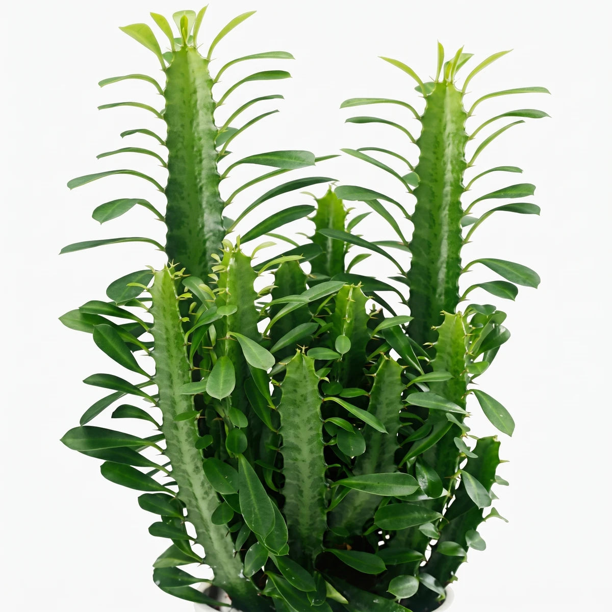 Euphorbia Trigona plant with multiple tall green ribbed stems and oval leaves in a dark pot.