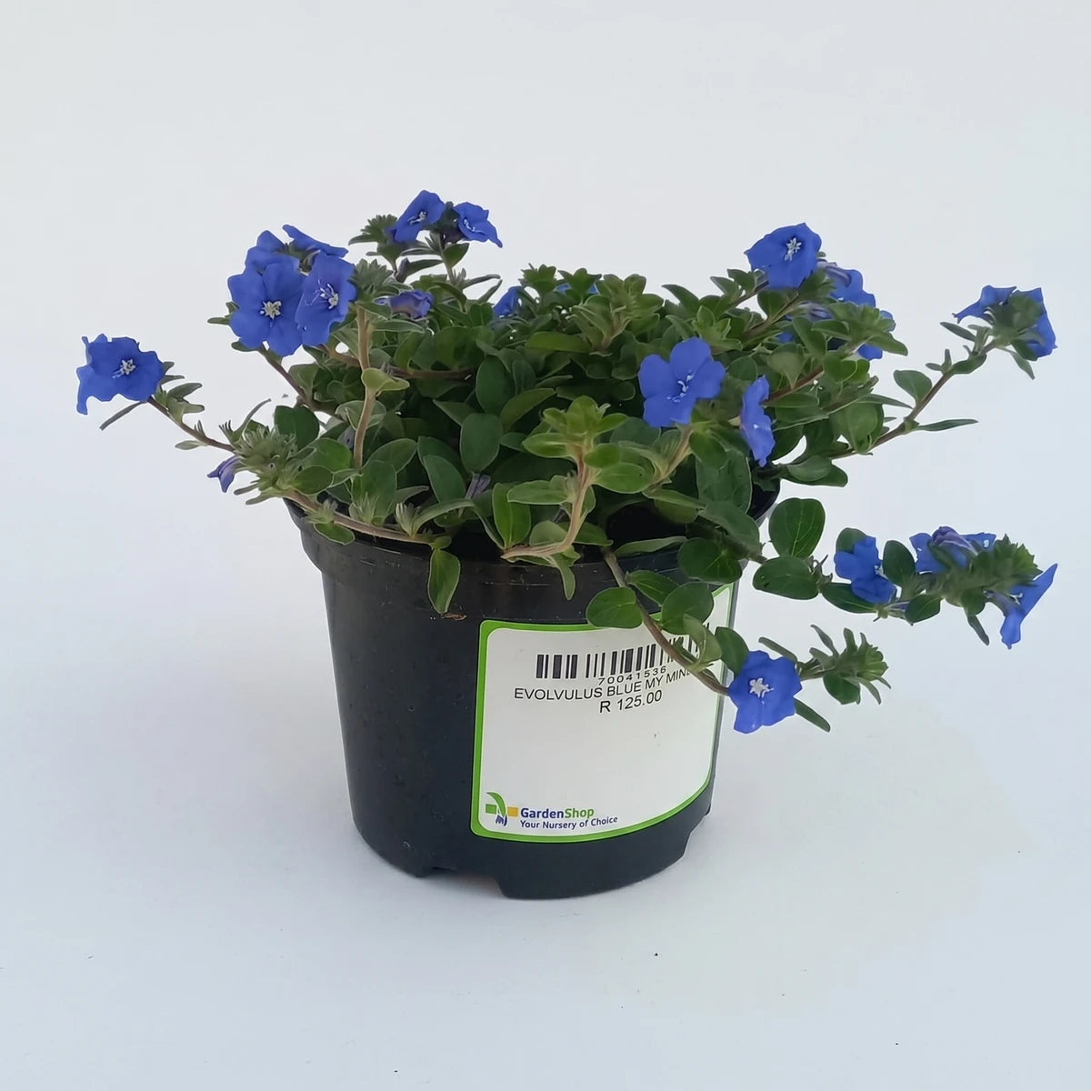Evolvulus Blue My Mind plant in a 17cm black pot, showcasing vibrant blue flowers and lush green foliage.