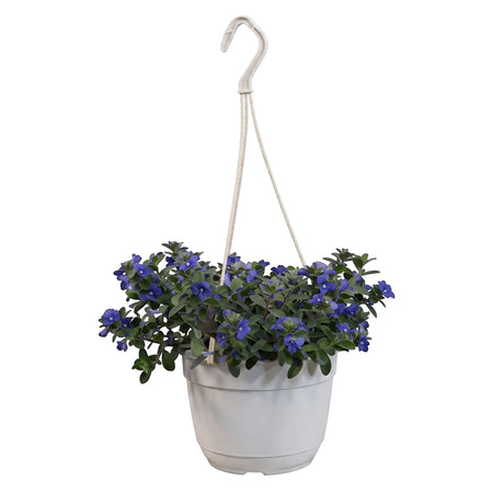 Evolvulus Blue My Mind plant with vibrant blue flowers and green foliage, displayed in a white plastic hanging basket.