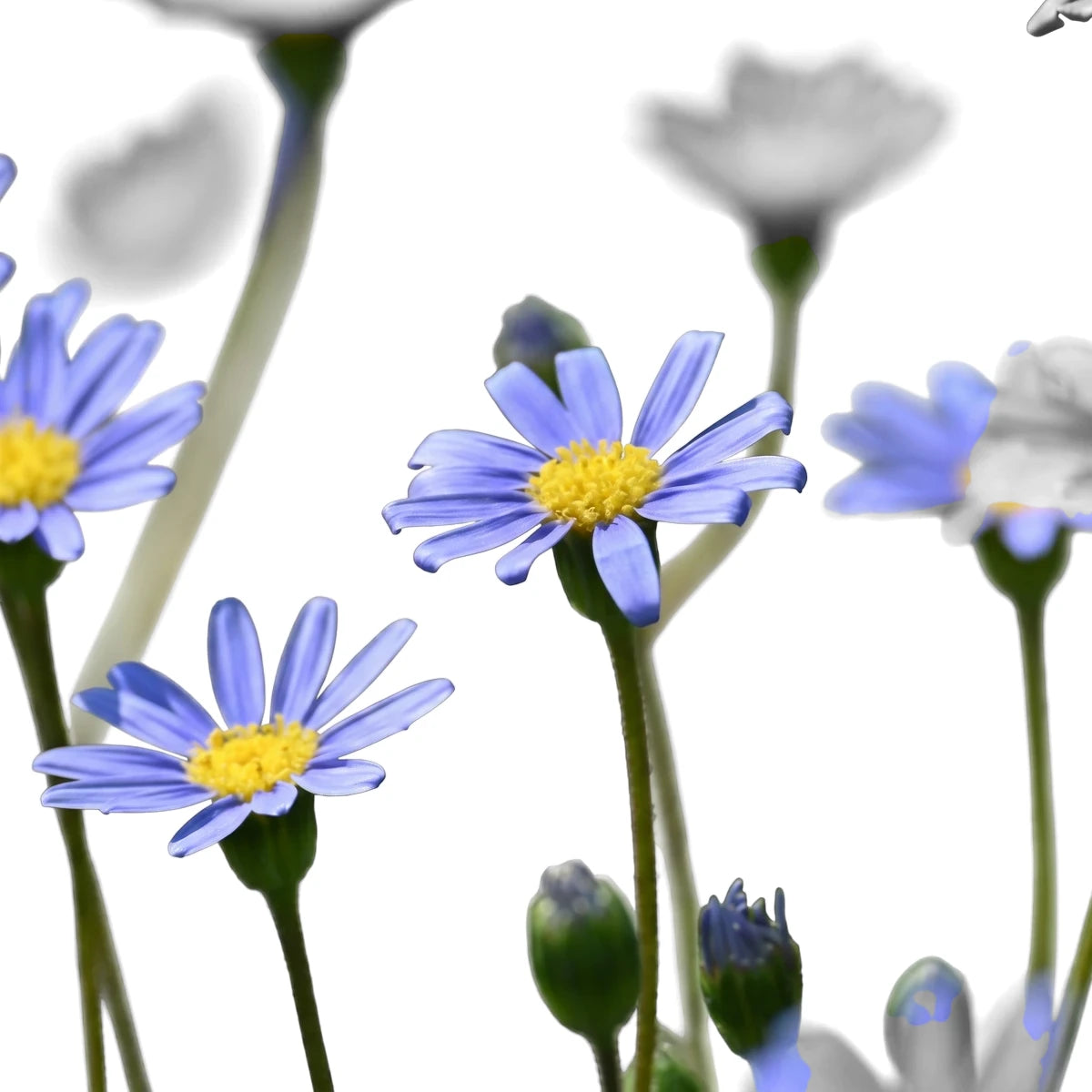 Close-up of blue Felicia Amelloides Forever Blue Blue Marguerite flowers with vibrant yellow centers blooming in a garden