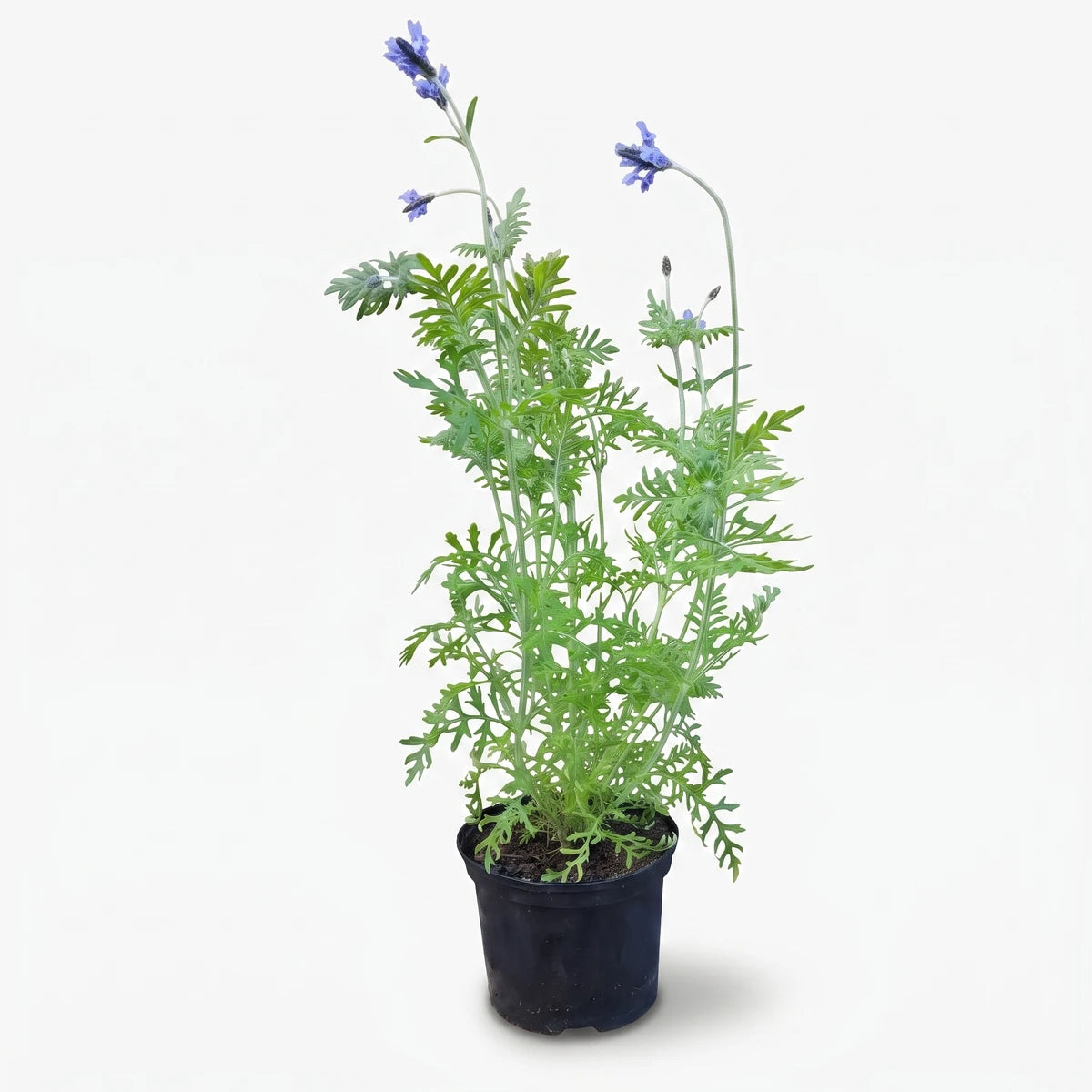 Potted Fern Leaf Lavender plant with vibrant green foliage and delicate purple-blue flowers in a black container.
