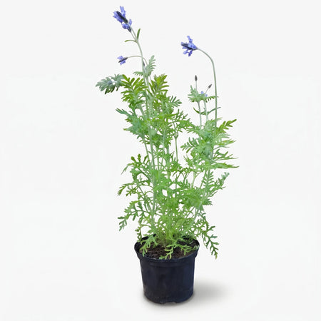 Potted Fern Leaf Lavender plant with vibrant green foliage and delicate purple-blue flowers in a black container.