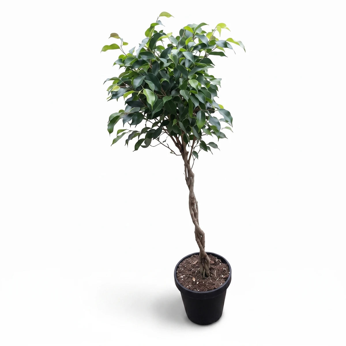 A Ficus Benjamina Braided plant with lush green leaves and a distinctive braided trunk in a black pot, ready for indoor