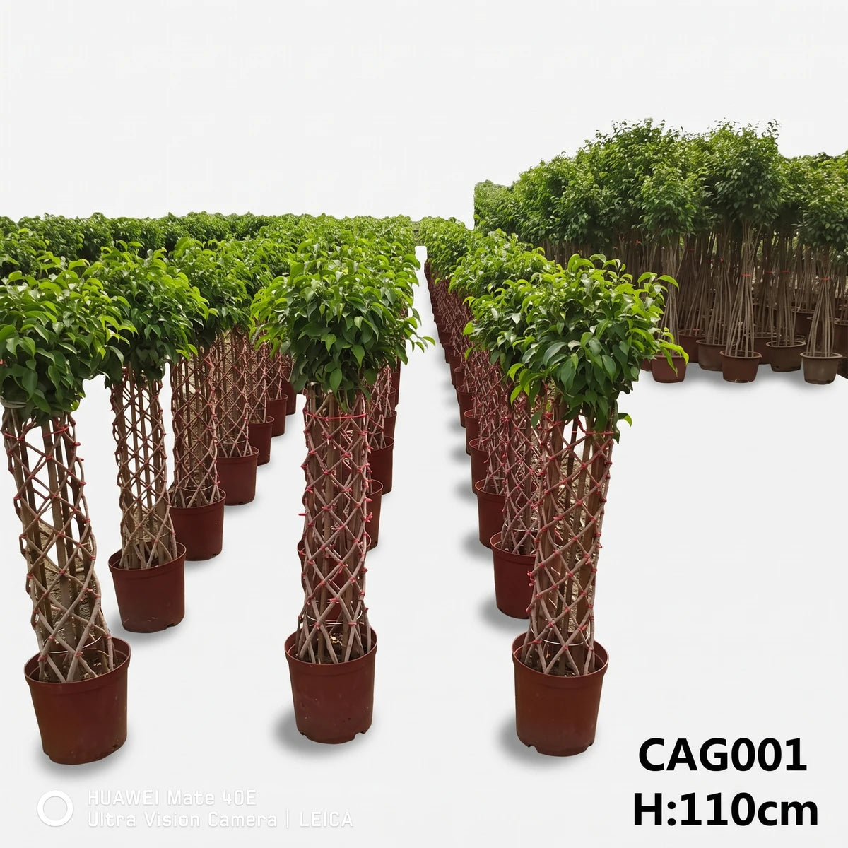 Ficus Benjamina cage shape plants in brown pots, featuring vibrant green leaves and intricately woven stems, ready for sale.