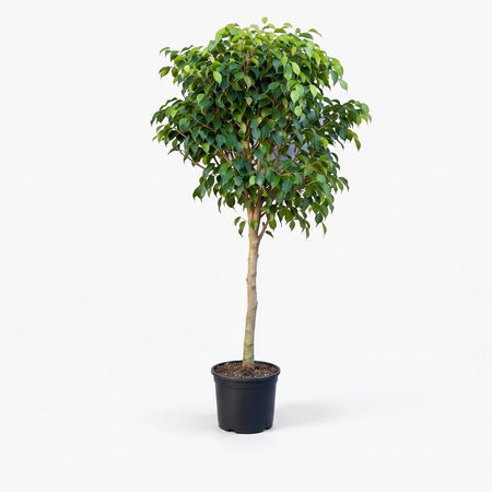 Ficus Benjamina Weeping Fig Bush with lush green leaves and a slender brown trunk, in a black pot.