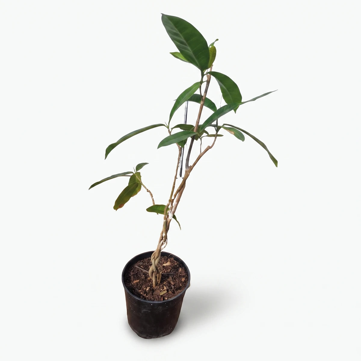 Ficus Braided Hole-in-One plant with green leaves and a braided stem in a black pot, viewed from a slightly elevated angle.