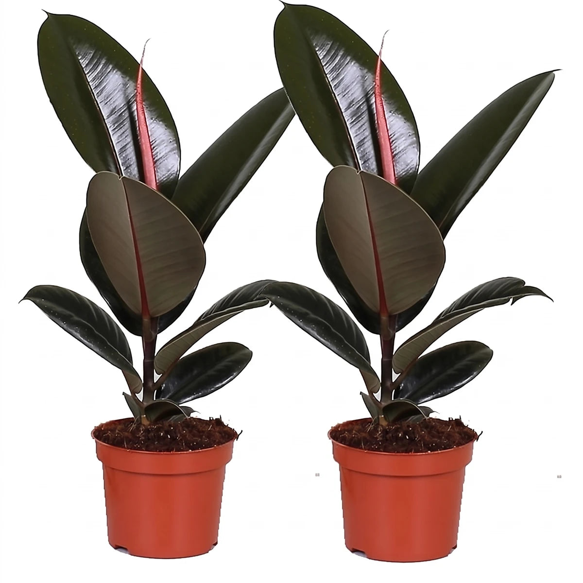 Two Ficus Bushy Decora Mix plants, 30cm tall, featuring dark green glossy leaves and new reddish growth, in brown terracotta