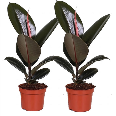 Two Ficus Bushy Decora Mix plants, 30cm tall, featuring dark green glossy leaves and new reddish growth, in brown terracotta