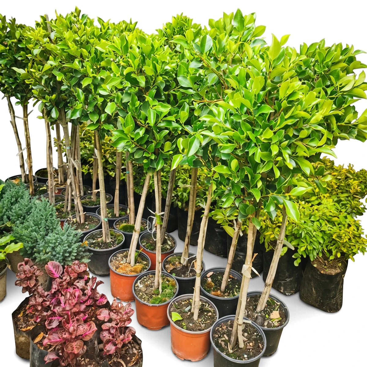 Ficus Bushy Golden Nitida 30cm plants in nursery pots, displaying lush green foliage and sturdy brown stems.