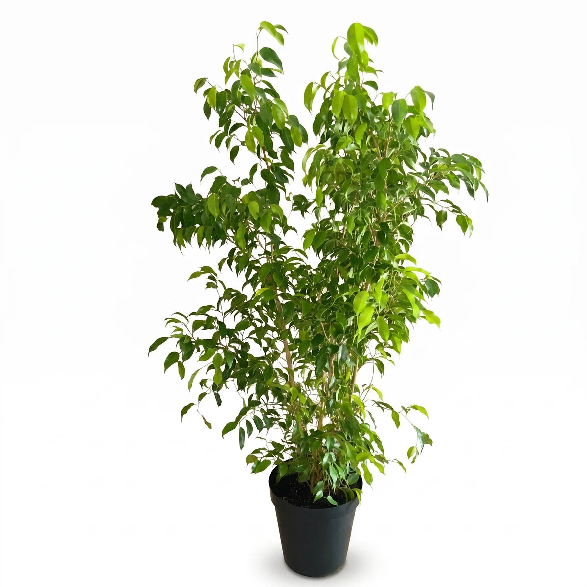 A lush green Ficus Bushy Lyrata Fiddle Leaf Fig plant, 35cm tall, in a simple black pot, standing on a tiled floor.