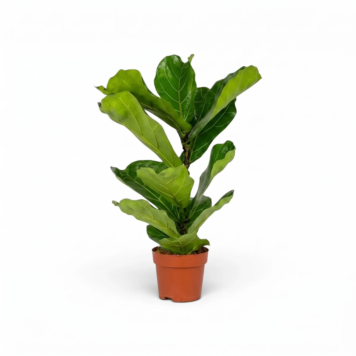 A vibrant Ficus Bushy Lyrata Fiddle Leaf Fig plant, 14cm, with large green leaves in a brown terracotta pot, isolated on a