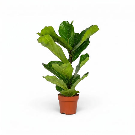 A vibrant Ficus Bushy Lyrata Fiddle Leaf Fig plant, 14cm, with large green leaves in a brown terracotta pot, isolated on a