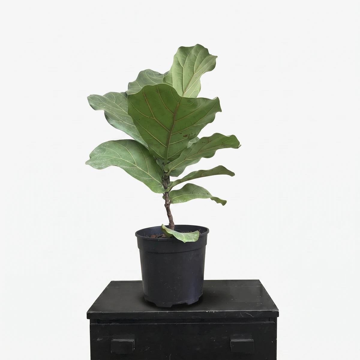 Ficus Bushy Lyrata Fiddle Leaf Fig plant in a black pot on a dark cabinet, against a brick wall.